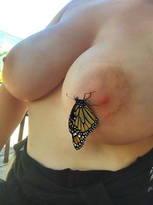 papillon sur les seins