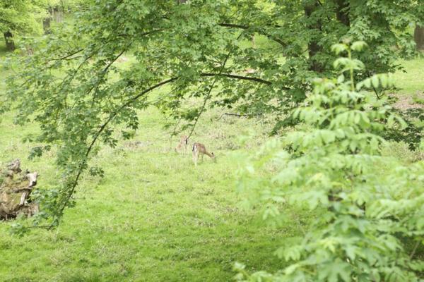 Mädchen mit dicken Titten wird im Freien gefickt