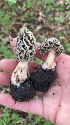 Madden - Chasse aux morilles