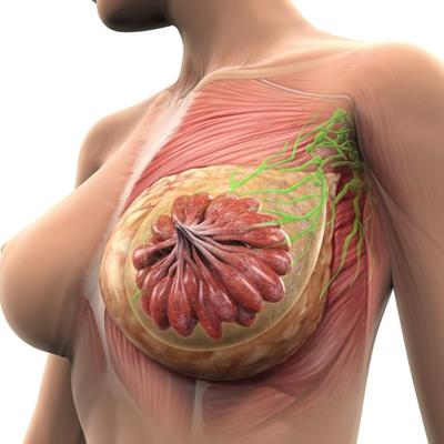 Anatomie des seins et des mamelons